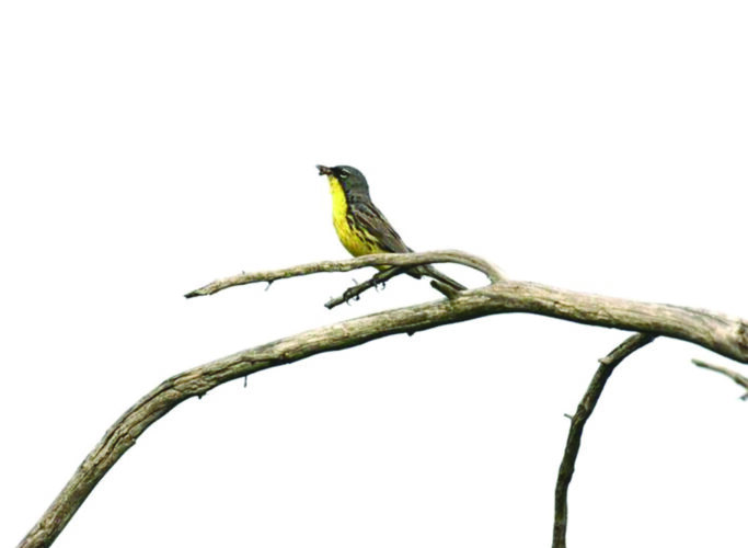 Public can review Michigan’s plan for rare wildlife conservation